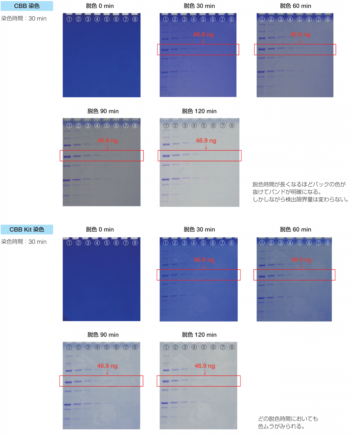 製品性能評価FastGene Q Stainタンパク染色試薬の評価試験 UP Online