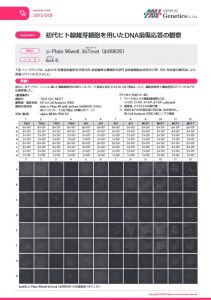 初代ヒト線維芽細胞を用いたDNA損傷応答の観察