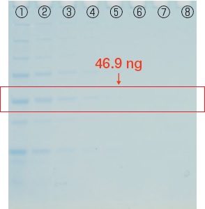 FastGene™ Q-Stain（タンパク染色試薬）の評価試験 20分