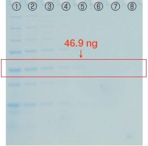 FastGene™ Q-Stain（タンパク染色試薬）の評価試験 30分