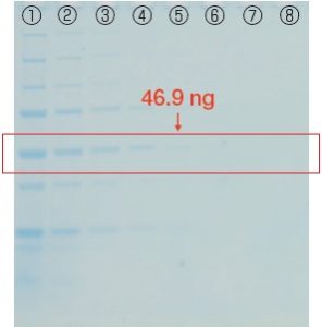 FastGene™ Q-Stain（タンパク染色試薬）の評価試験 40分