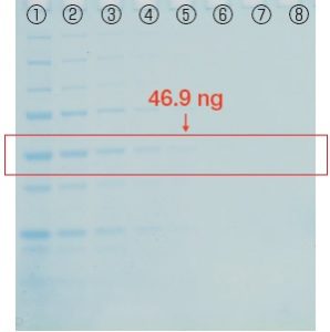 FastGene™ Q-Stain（タンパク染色試薬）の評価試験 60分
