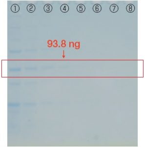 FastGene™ Q-Stain（タンパク染色試薬）の評価試験 15分