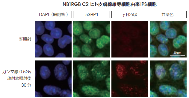 図-2　NB1RGB C2 ヒト皮膚線維芽細胞由来iPS 細胞