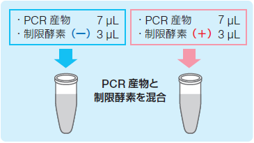 【お客様事例】PCR法によるアルデヒド脱水素酵素のSNP解析