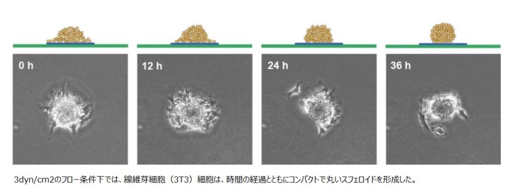 スフェロイド　3dyn/cm2フロー条件下での繊維芽細胞（3T3）の形態観察結果