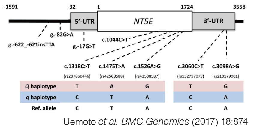 NT5E遺伝子の構造とSNP