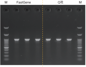 PCRによる目的のアンプリコンサイズの確認 FastGene™ ゲノムDNA抽出キット（口腔粘膜細胞）