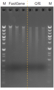 アガロースゲル電気泳動 FastGene™ ゲノムDNA抽出キット（口腔粘膜細胞）