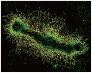 発芽型血管新生するex vivoマウス中足骨