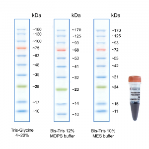 タンパク分子量マーカー ブルースター