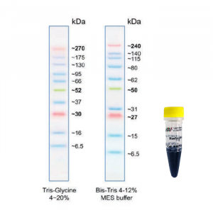 タンパク分子量マーカー ブルーイージー