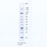 タンパク分子量マーカー 未染色