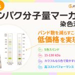 タンパク分子量マーカー染色済み新発売