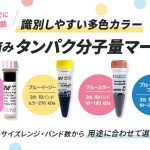 染色済みタンパク分子量マーカー_アイキャッチ