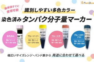 染色済みタンパク分子量マーカー_アイキャッチ