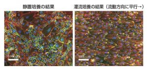 HUVECの灌流アッセイおよび免疫蛍光染色