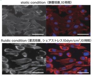 HUVEC(ヒト臍帯静脈内皮細胞)の灌流(perfusion)アッセイ