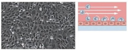 内皮細胞上での白血球のローリングと接着