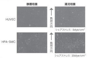 HUVEC(ヒト臍帯静脈内皮細胞)とHPA-SMC(ヒト肺動脈平滑筋細胞)の灌流(perfusion)アッセイ