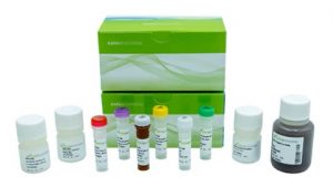 KAPA RNA EvoPrep Kit