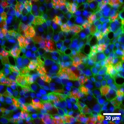 マイクロプレート 24ウェル メンブレンインサート用フレーム付_アプリケーション例